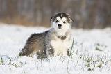 ALASKAN MALAMUTE 260